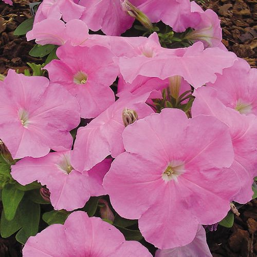 Mambo Sweet Pink petunia seeds