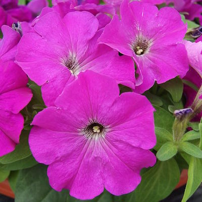 Heat Elite Mambo Violet petunia Heat Elite Mambo Violet blooms petunia
