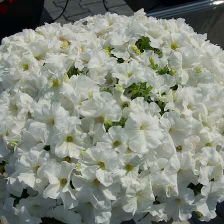 Mambo White petunia