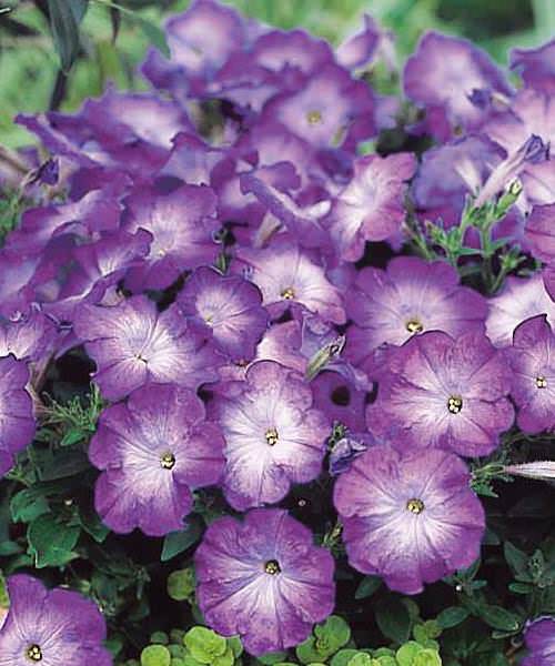 Merlin Blue Morn petunia Merlin Blue Morn petunia