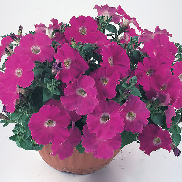 Nuvolari Fuchsia semi-trailing petunia Nuvolari Fuchsia semi-trailing petunia seeds