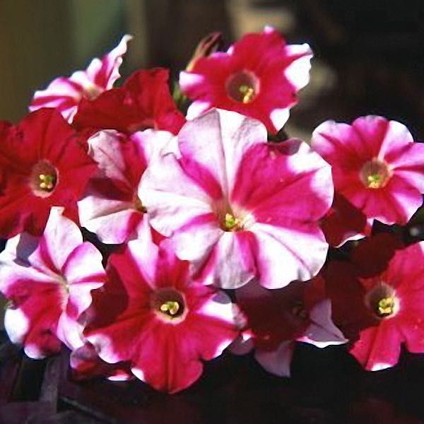 Nuvolari Harlequin Rose trailing petunia Nuvolari Harlequin Rose trailing petunia seeds