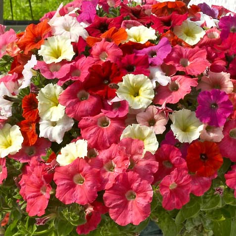 Nuvolari Mix trailing petunia Nuvolari Mix trailing petunia seeds