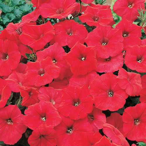 Nuvolari Red trailing petunia Nuvolari Red trailing petunia seeds