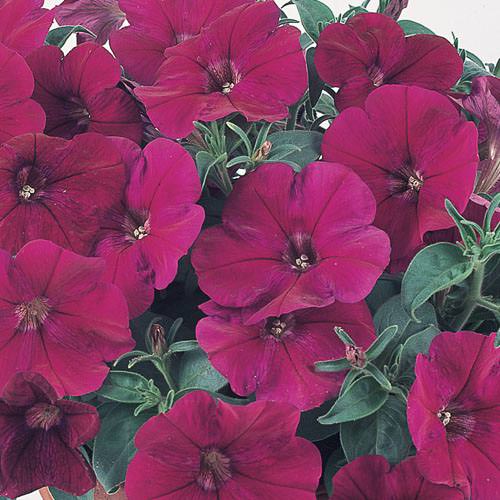 Nuvolari Violet trailing petunia Nuvolari Violet trailing petunia seeds