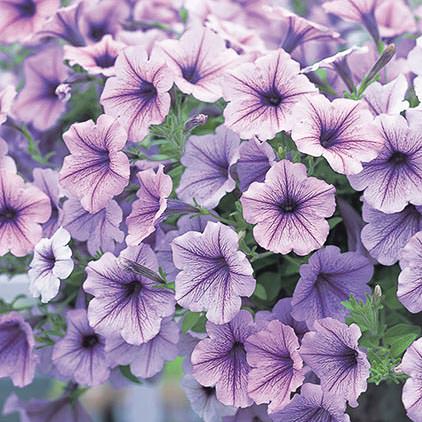 Opera Supreme Lilac Ice trailing petunia seeds