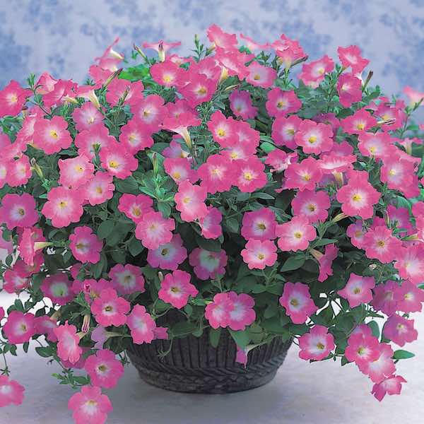 Opera Supreme Pink Morn petunia Opera Supreme Pink Morn flowers