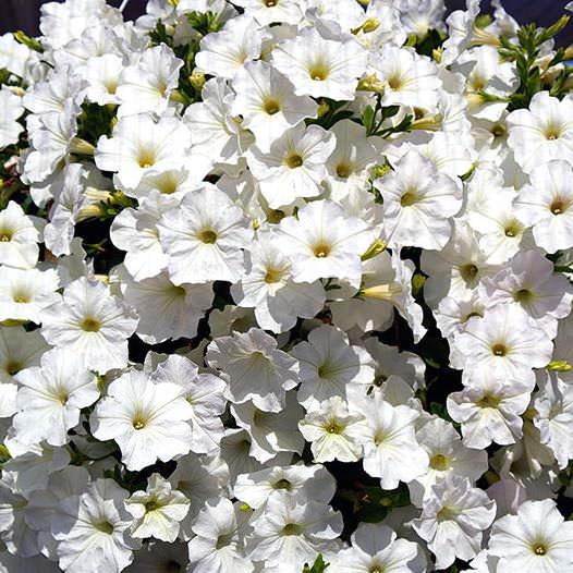 Opera Supreme White trailing petunia Opera Supreme White trailing petunia seeds