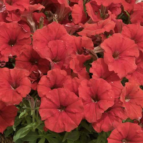 Picobella Red petunia Picobella Red petunia