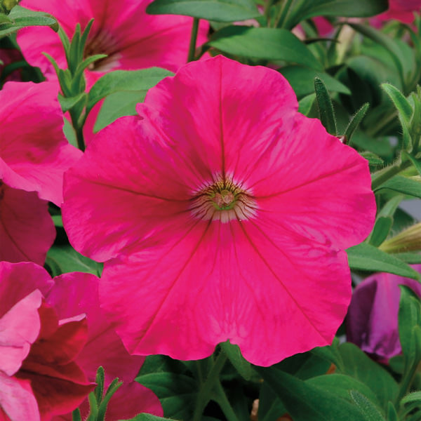 Plush Rose petunia Petunia, Plush Rose