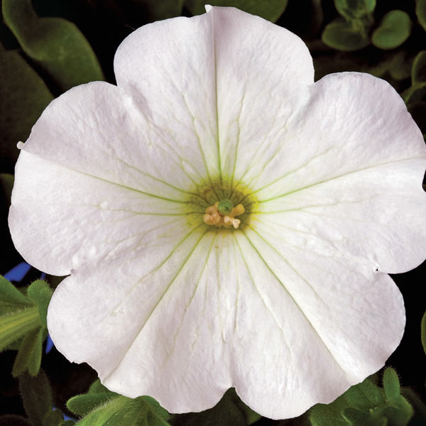 Plush White petunia Petunia, Plush White