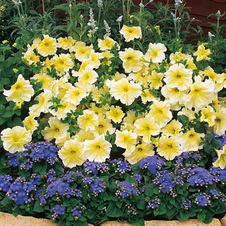 Prism Sunshine petunia