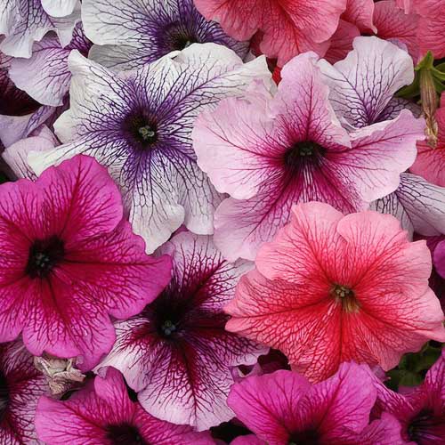 Prism Vein Sundae Mix petunia Prism Vein Sundae Mix petunia