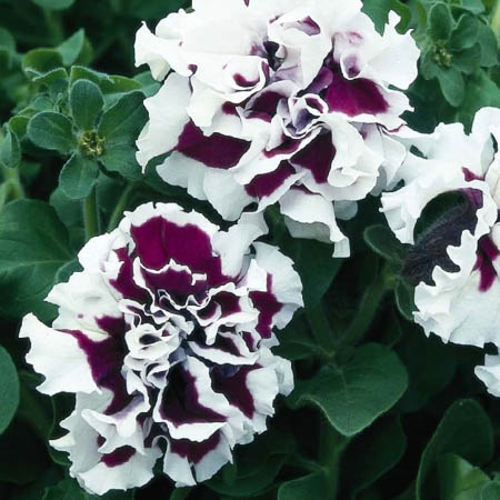 Purple Piroutte petunia Purple Piroutte petunia
