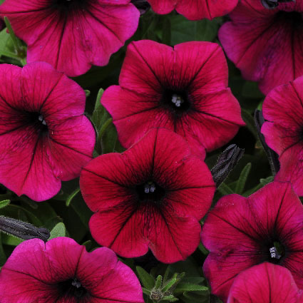 Shock Wave Deep Purple trailing petunia seeds