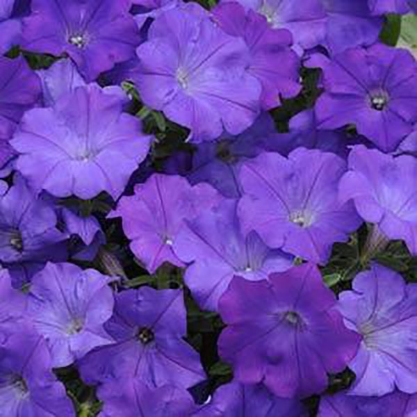 Shockwave Denim petunia flowers