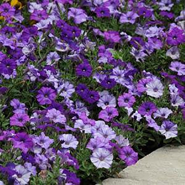 Shockwave Denim petunia flowers