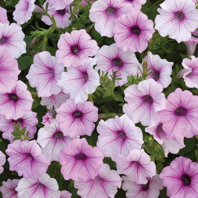 Shockwave Pink Vein petunia flowers