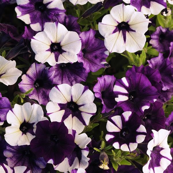 Shockwave Purple Tie Dye petunia