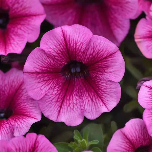 Petunia Shock Wave Rose Vein