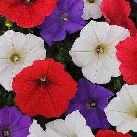 Shockwave Volt Mix trailing petunia Shockwave Volt Mix trailing petunia seeds