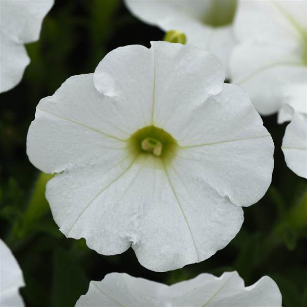 Petunia Shock Wave White Petunia Shock Wave White