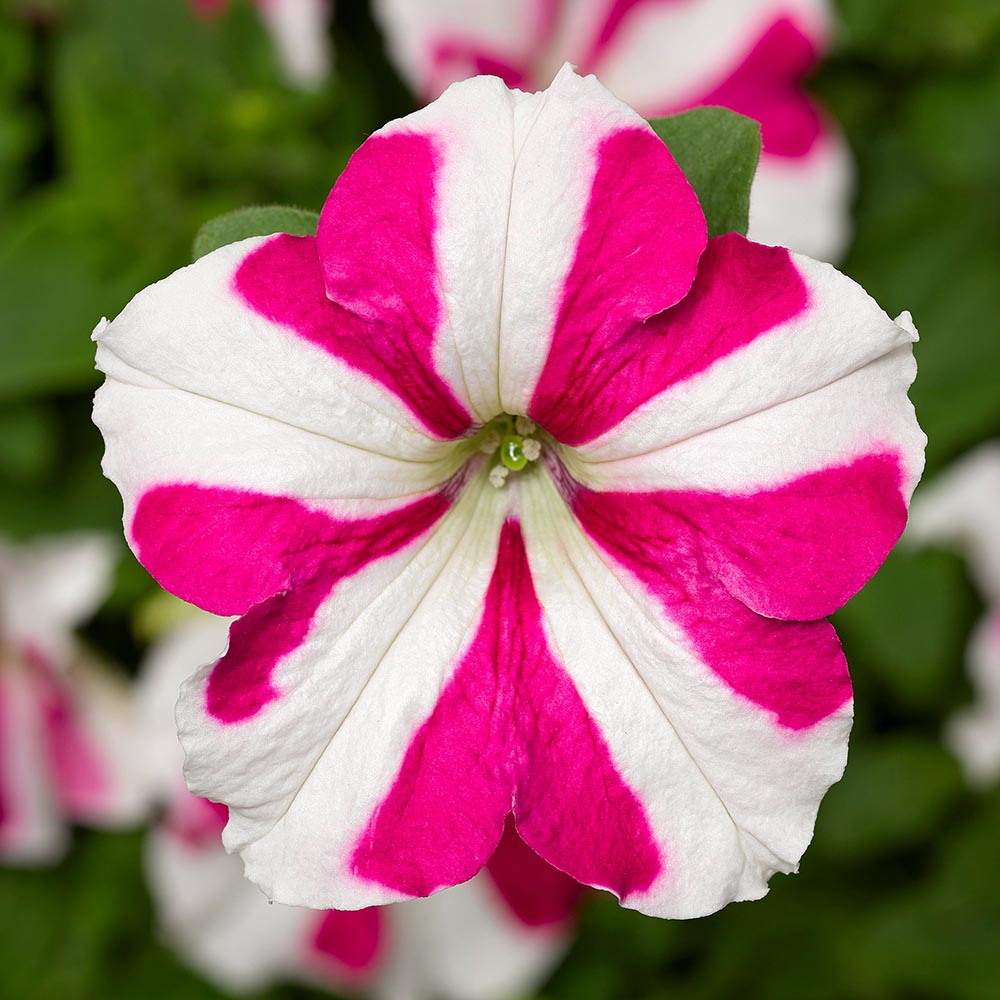 Petunia Skybox Rose Star