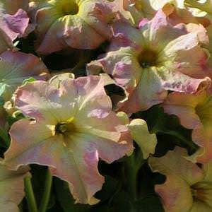 Sophistica Antique Shades petunia Sophistica Antique Shades petunia