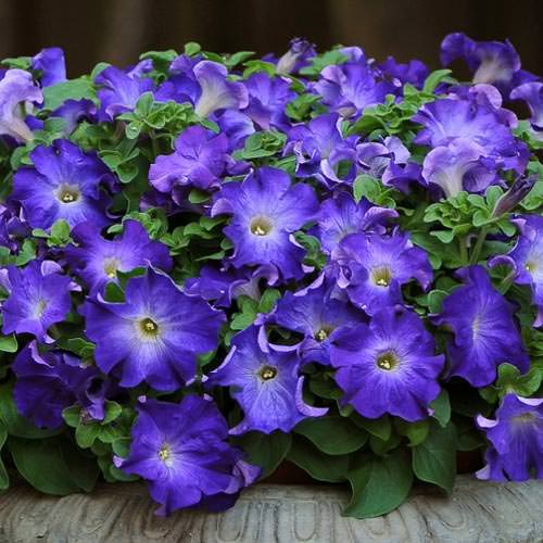 Sophistica Blue Morn petunia Sophistica Blue Morn petunia