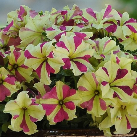 Sophistica Lime Bicolor petunia Sophistica Lime Bicolor petunia