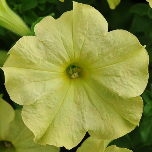 Sophistica Lime Green petunia Sophistica Lime Green petunia