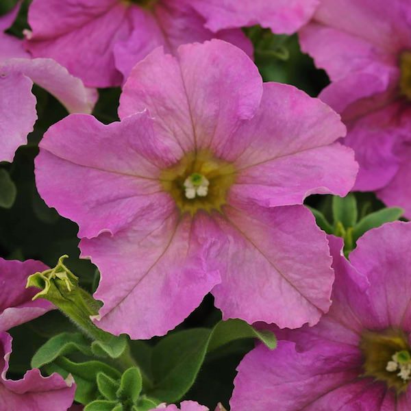 Sophistica Twilight petunia Sophistica Twilight petunia