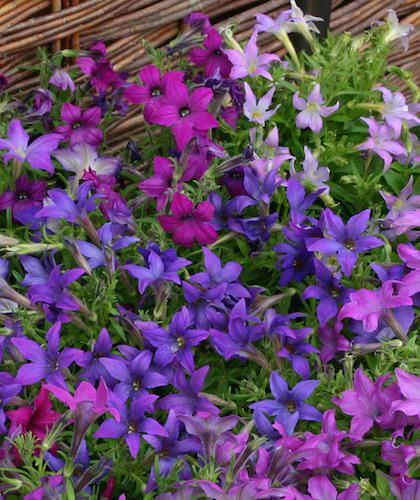 Sparklers Mix petunia Sparklers Mix petunia