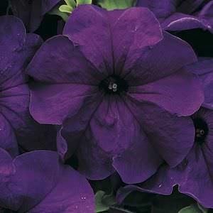Storm Deep Blue petunia Storm Deep Blue petunia