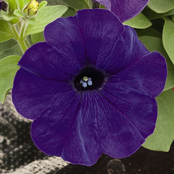 Success! Blue petunia flowers