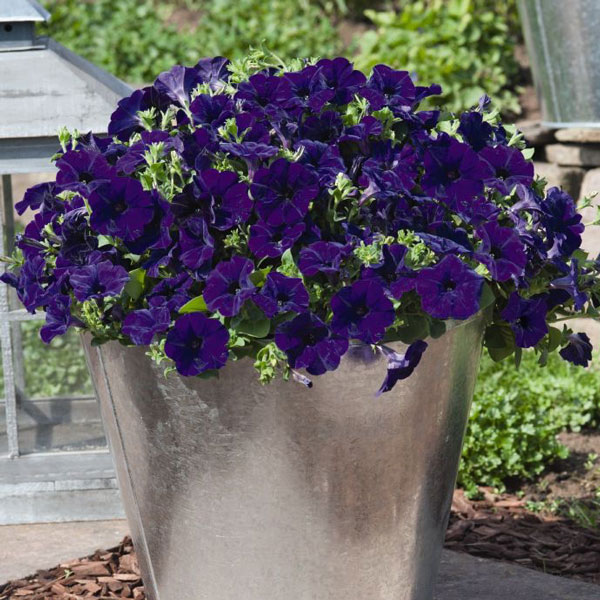 Petunia Success! Blue