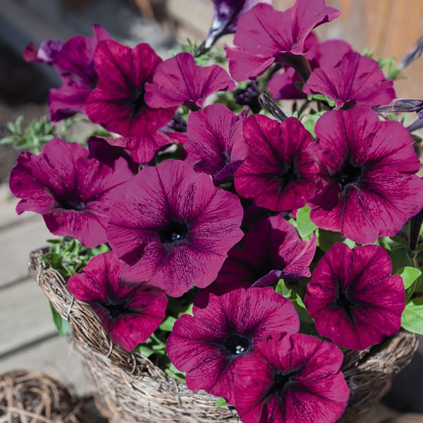 Petunia Success! Burgundy container