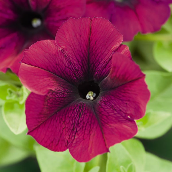 Petunia Success! Burgundy container