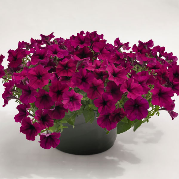 Petunia Success! Burgundy container