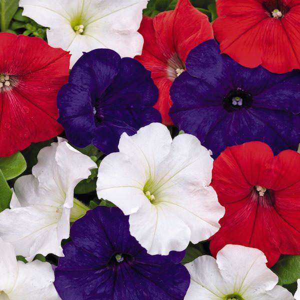 Petunia, Success! Liberty Mix
