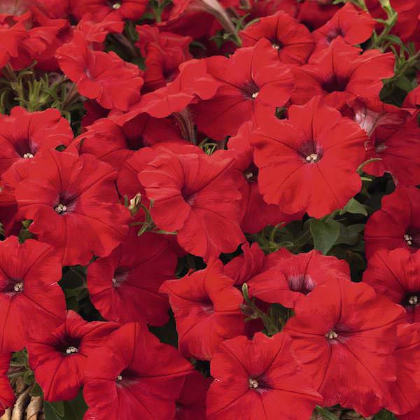 Petunia, Success! Red