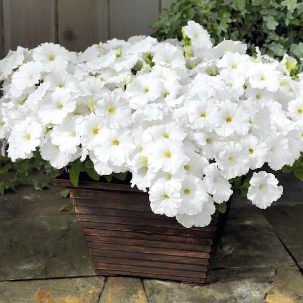 Petunia Success! White