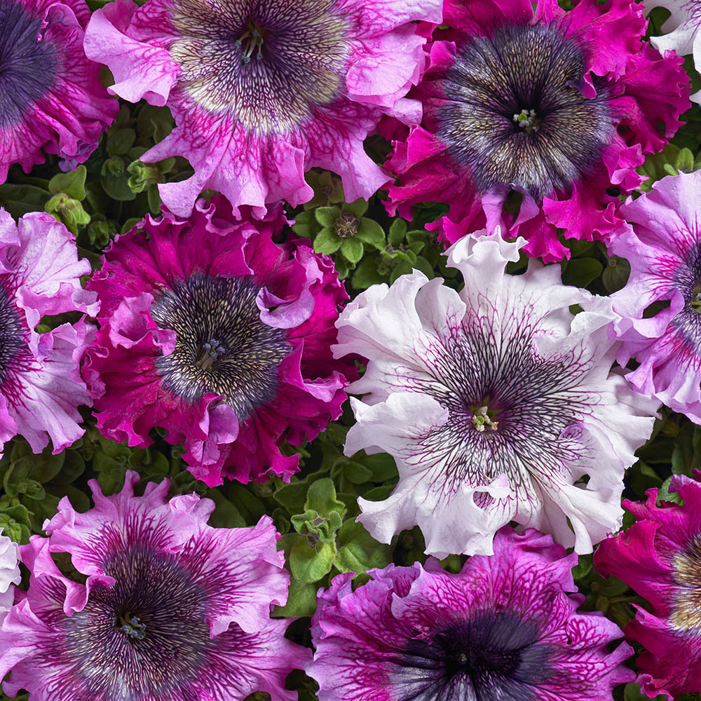 Petunia Superbissima Triumph Mix