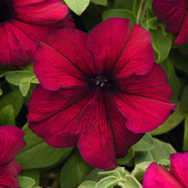 Supercascade Burgundy petunia