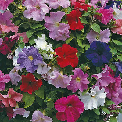 Supercascade Mix petunia seeds