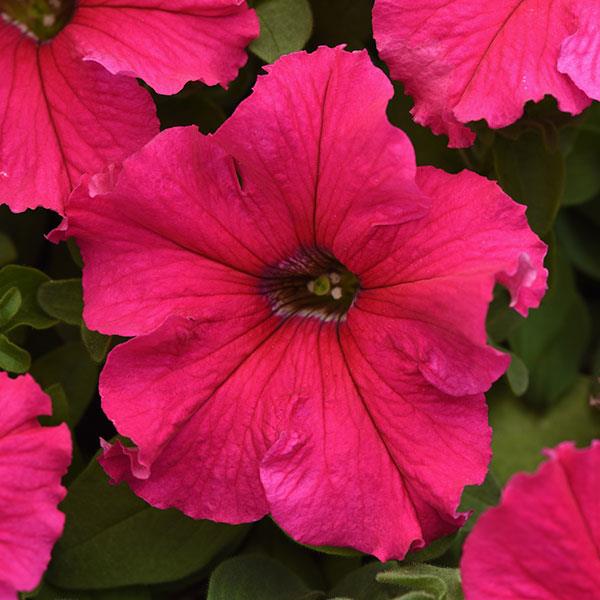 Supercascade Rose petunia seeds