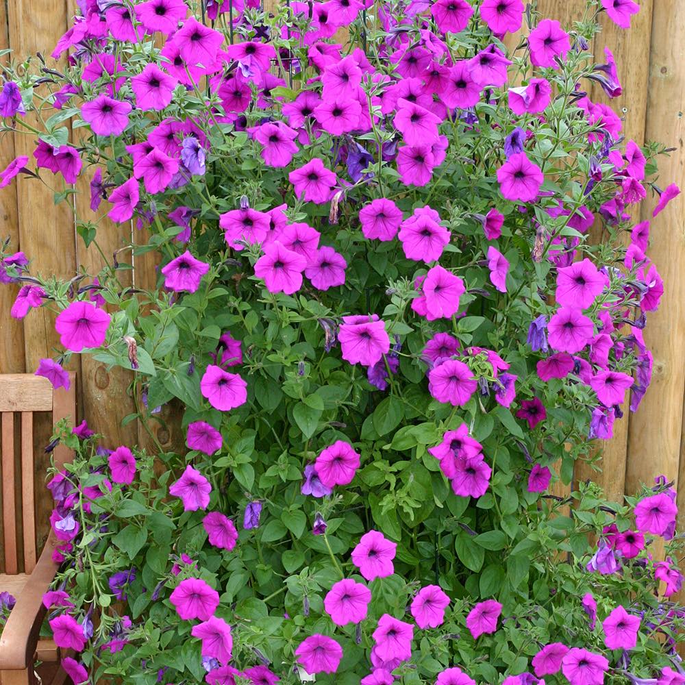 Tickled Pink Trailing Petunia Seeds - Annual Flower Seeds