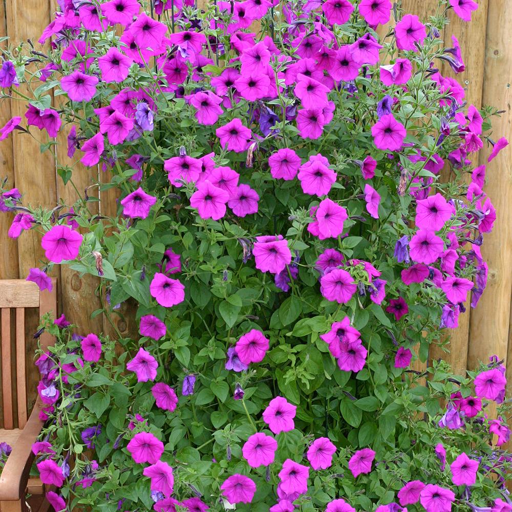 Tickled Pink petunia