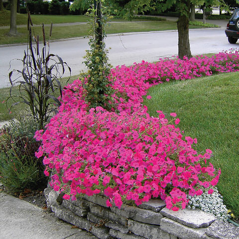 Petunia Tidal Wave Hot Pink