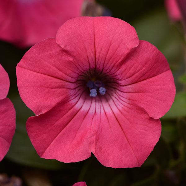 Tidal Wave Hot Pink trailing petunia seeds